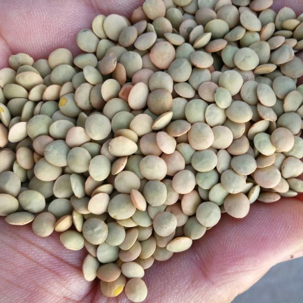 100% Natural Lentils, Lentils beans