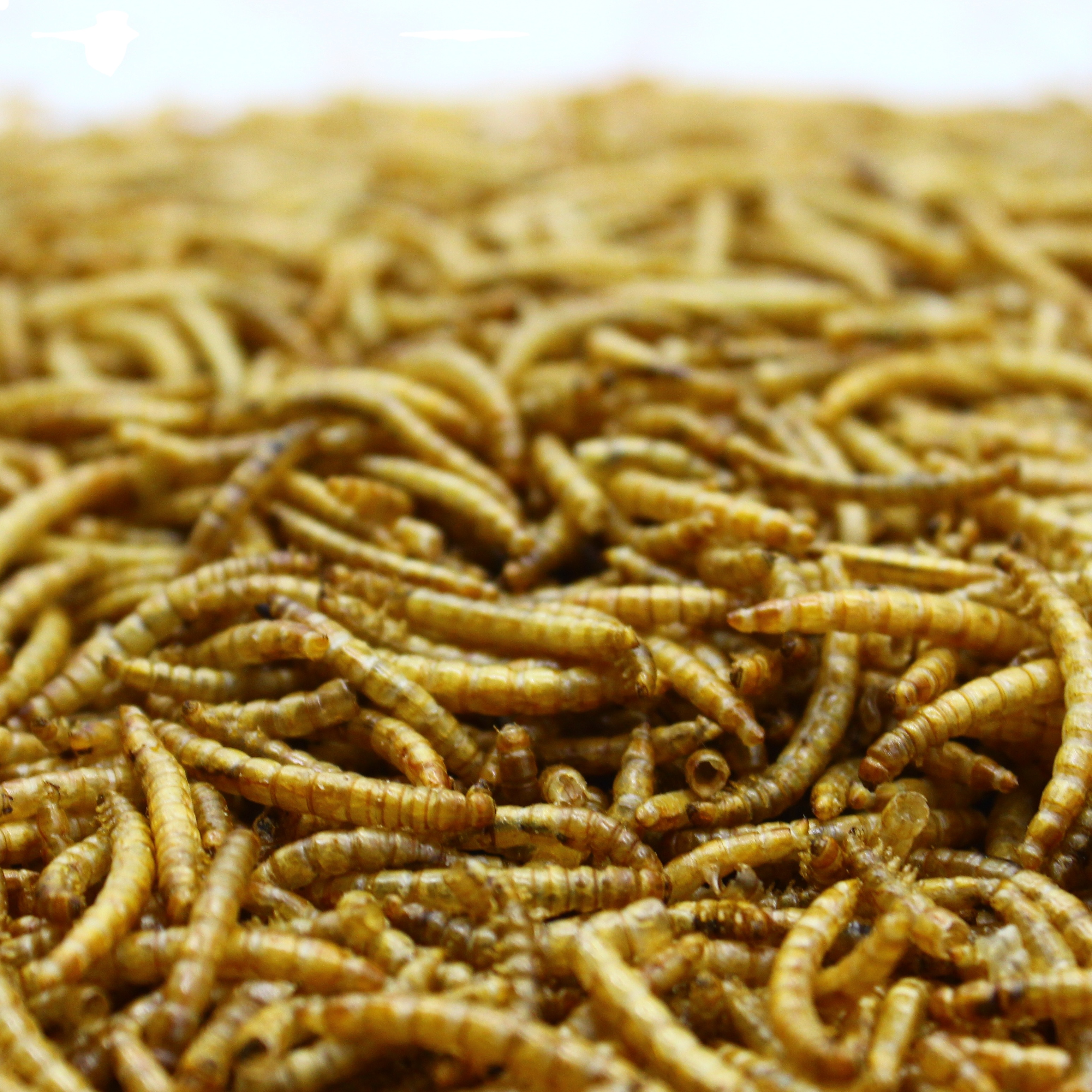 Высокая питательная птица еда и черепаха еда Сушеные Mealworms
