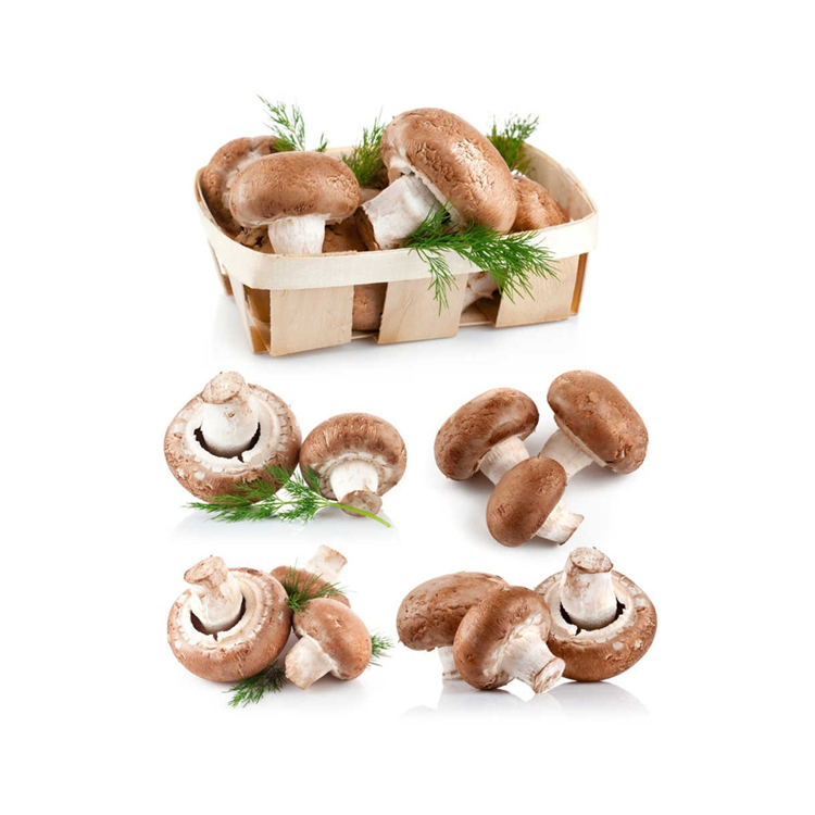 Traditional Crafts Wild Good Taste Brown Color Shiitake Mushroom For Household Eating