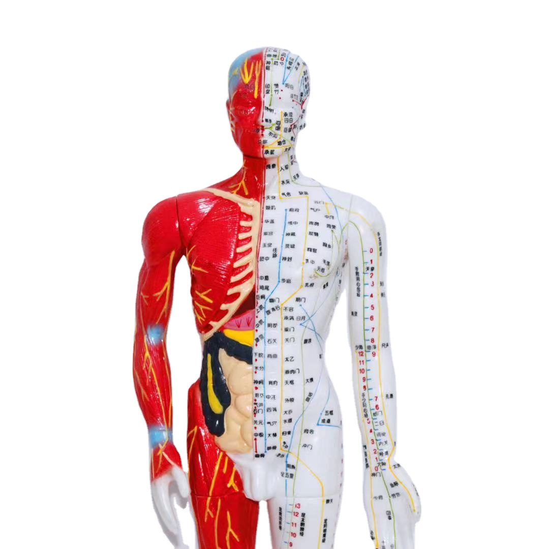 Quality assurance acupoint model of traditional chinese medicine acupuncture and moxibustion model