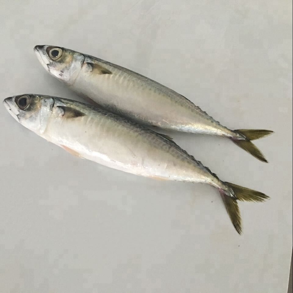 Морепродукты Тихоокеанская Скумбрия Рыба