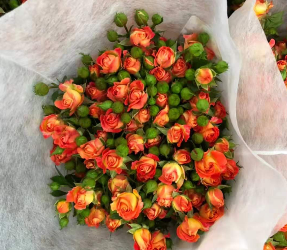 fresh cutting flowers red sp rose by Yunnan flower fields directly supply