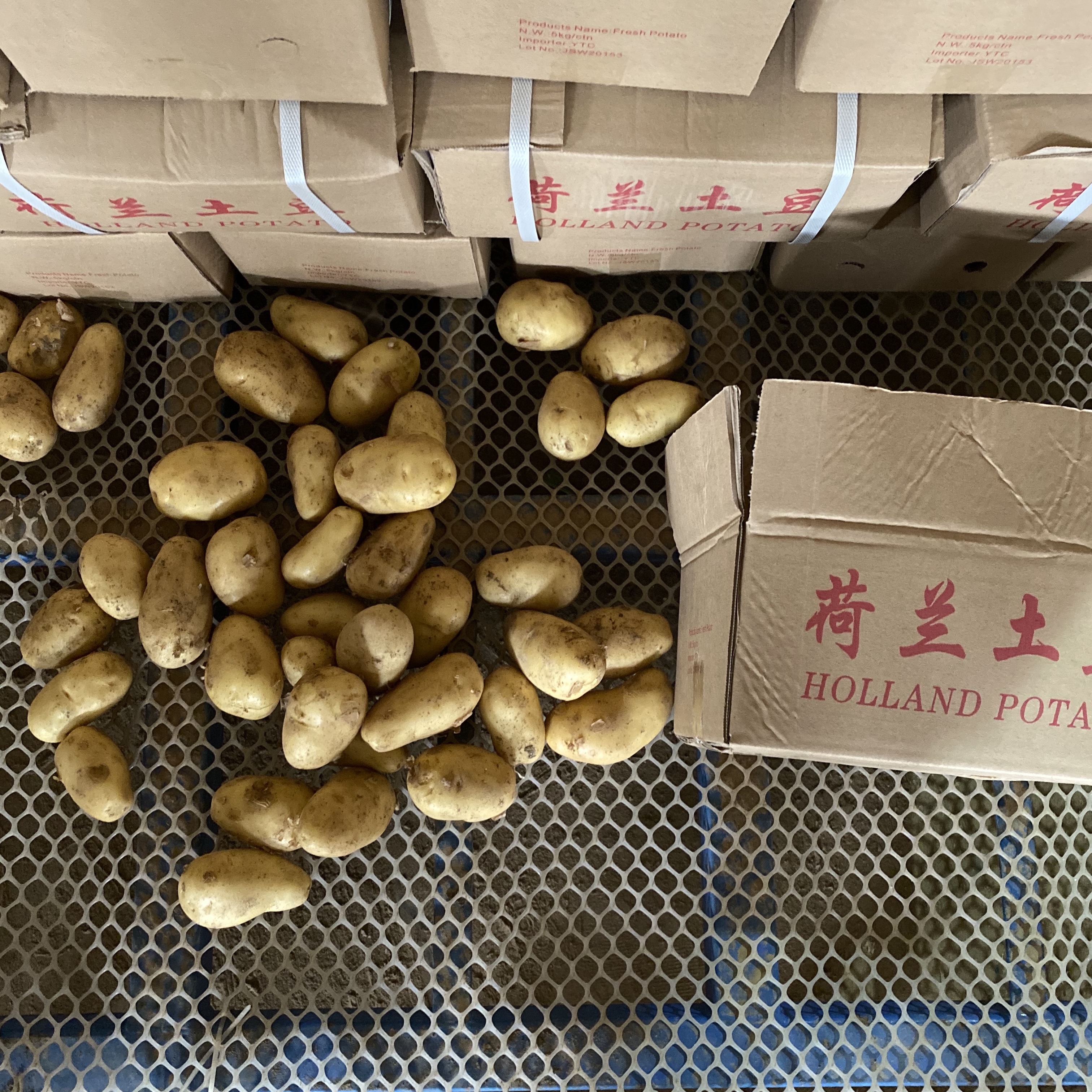 Holland Potato Yellow Potato Price 100-200g Size Fresh Potato Fresh Vegetables 6 Months Light Yellow Shandong 0.15 Kg from CN