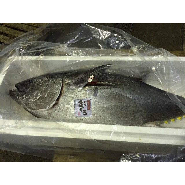 Japan supply prices high quality tuna for sale with good price