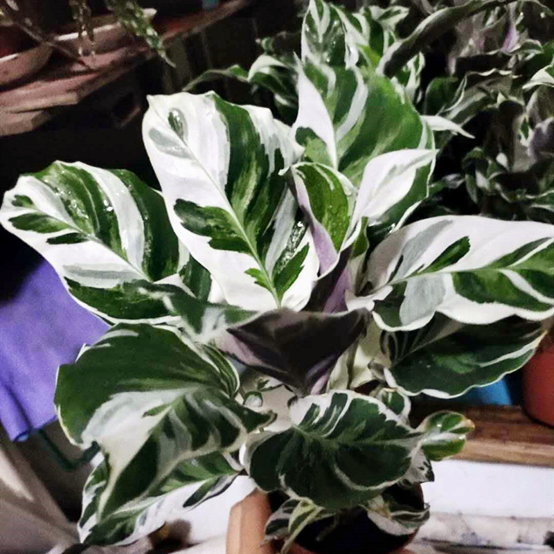 Оптовая продажа, белое комнатное Горшечное зеленое растение Calathea Fusion для детской комнаты