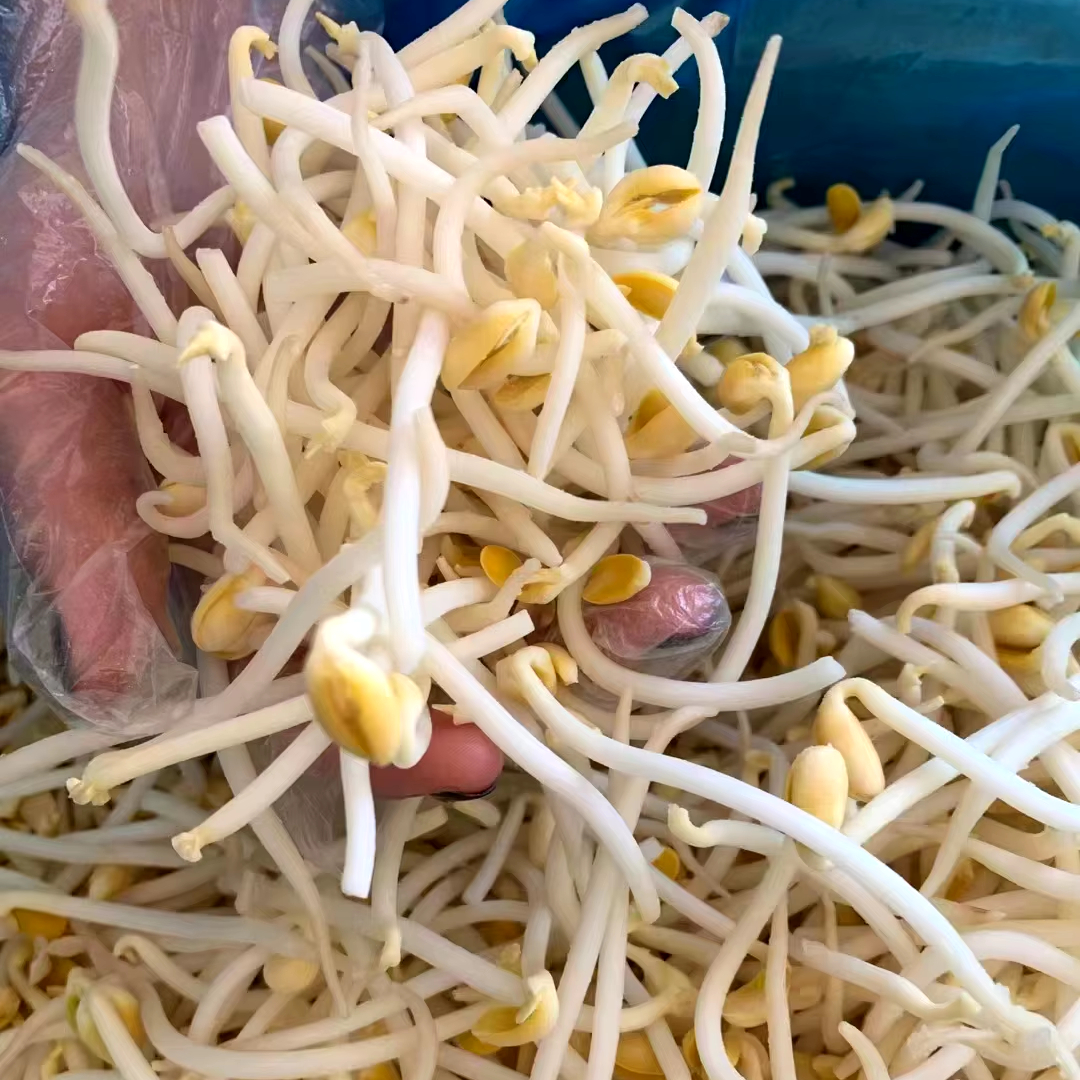 IQF Wholesale Frozen Soyabeans Mung bean Sprout Chinese Asian Freeze Freezing