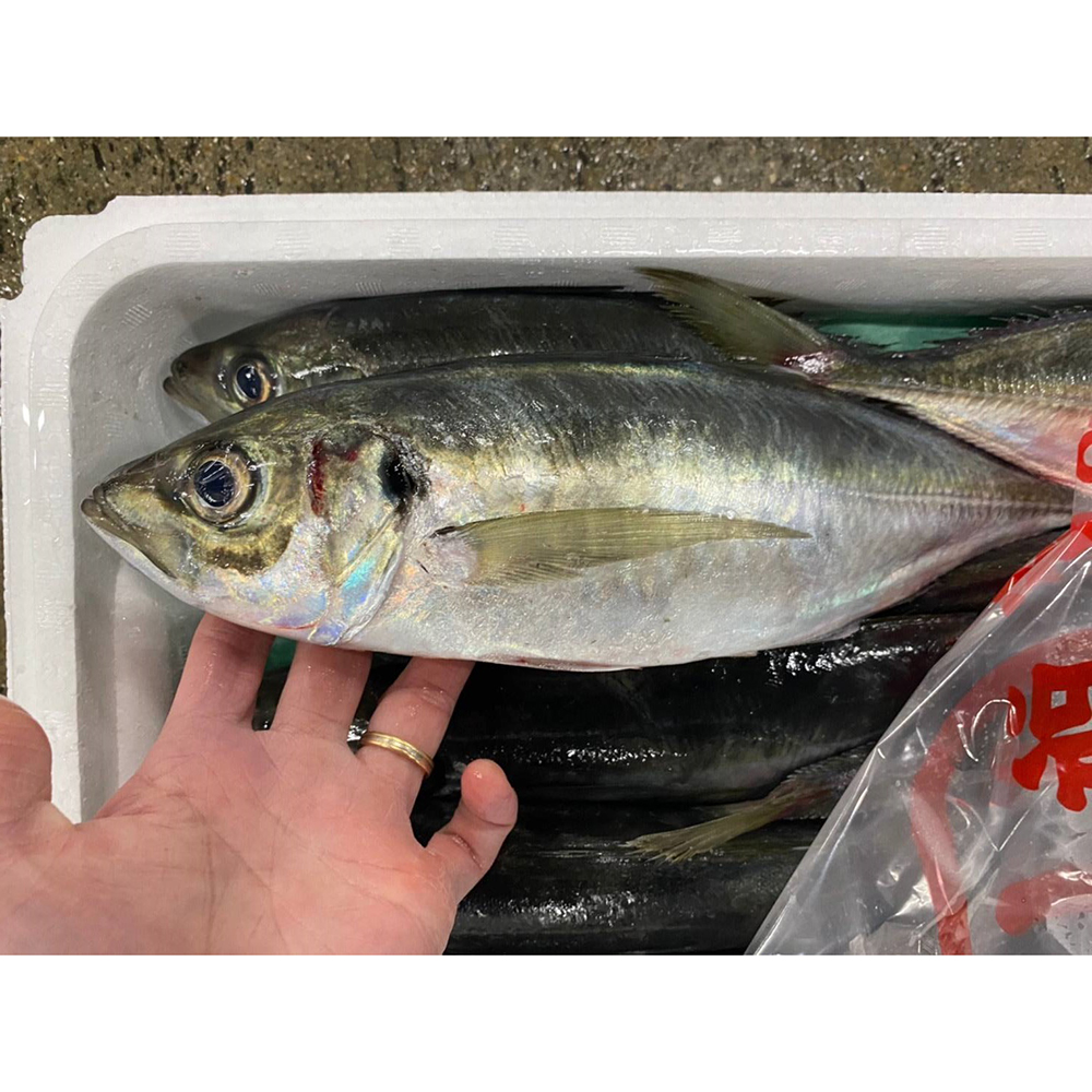 Японские морепродукты, цена свежей рыбы, замороженный домкрат, скумбрия для продажи