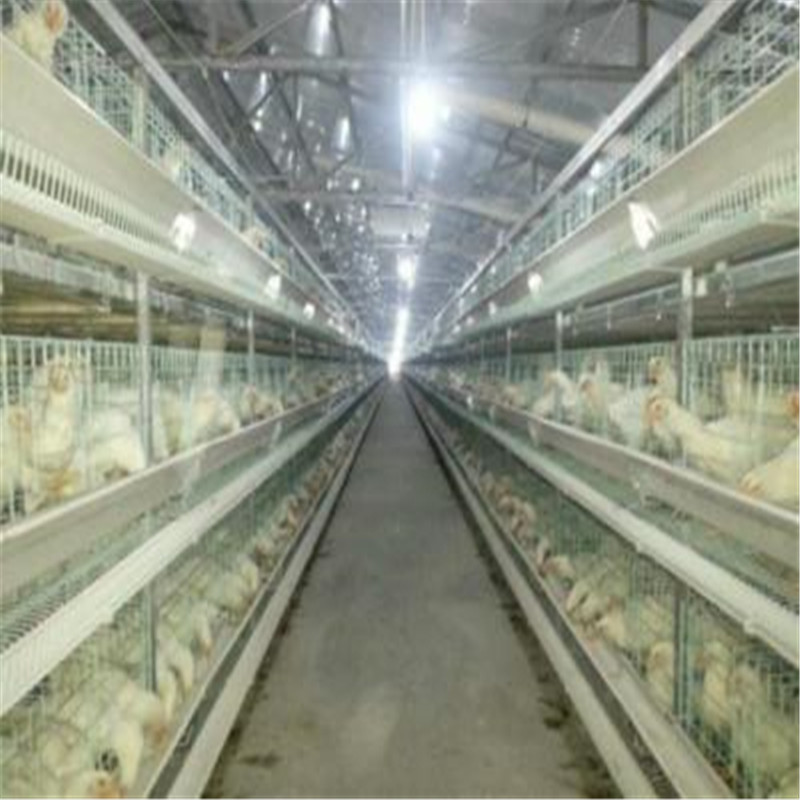 Автоматический дом курицы/здание птицефермы стальной структуры