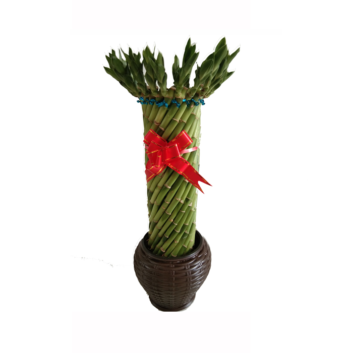 Зеленый фэншуй колесо lucky bamboo с хорошим качеством Zhanjiang