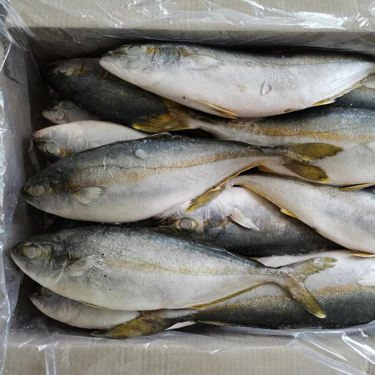 Рыба maw, оптовая продажа, замороженная лошадиная скумбрия, желтохвостая скумбрия