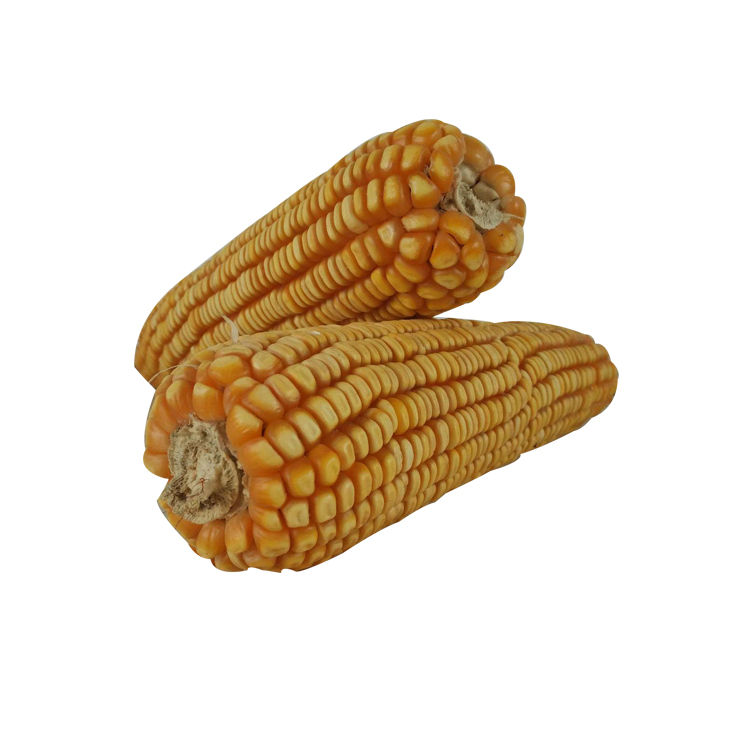 High Quality Dried Yellow Maize with Best Price