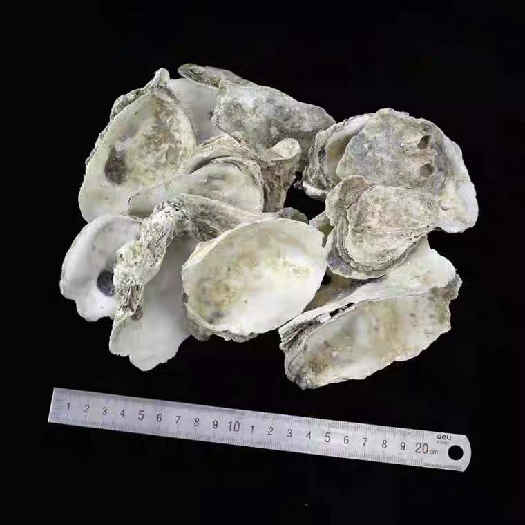 Media Filter Oyster Shells Oister Shells