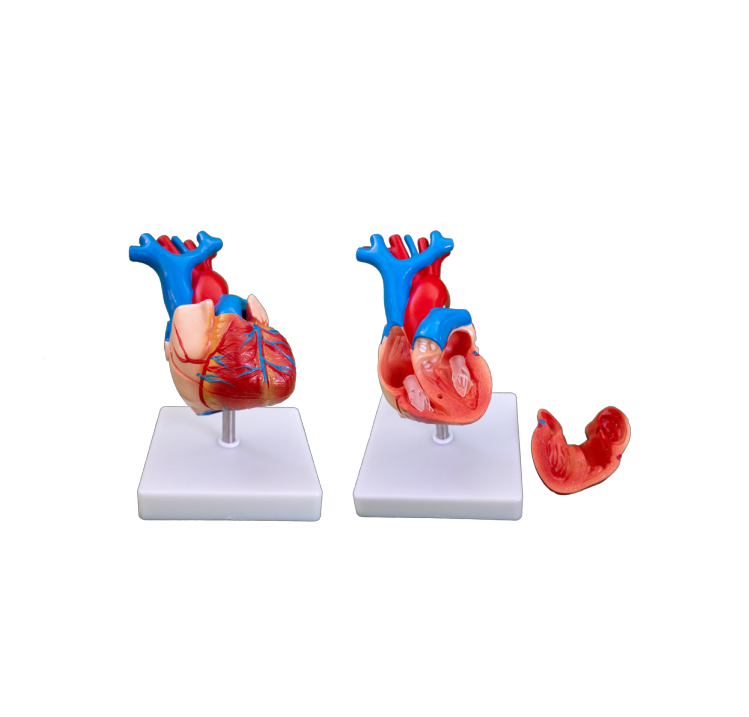 PVC Life-Size Heart Anatomical Model for Medical Science Teaching