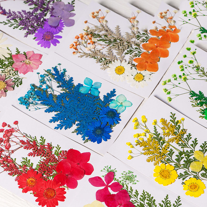 High Quality Real Dried Flowers Real Dried Pressed Flowers Colorful Resin Real Dried Flowers