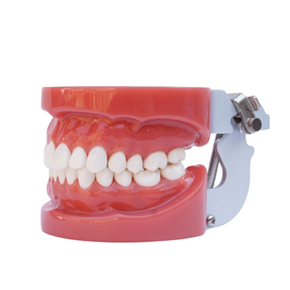 Wholesale Price frasaco typodont teeth model