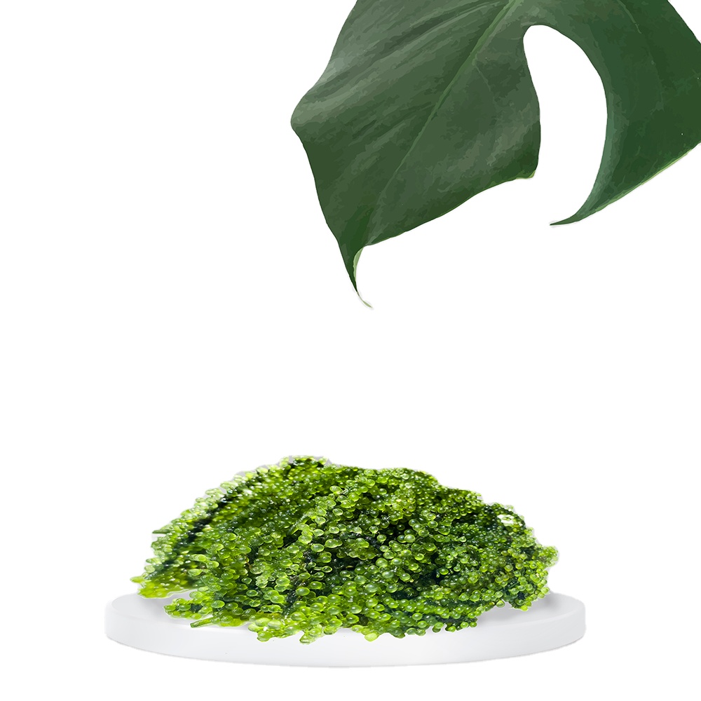 Natural Green Organic Food Supplier Dried Seasoned Sea Grapes Seaweed