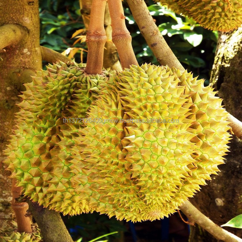 HIGH QUALITY FRESH DURIAN FROM THAILAND