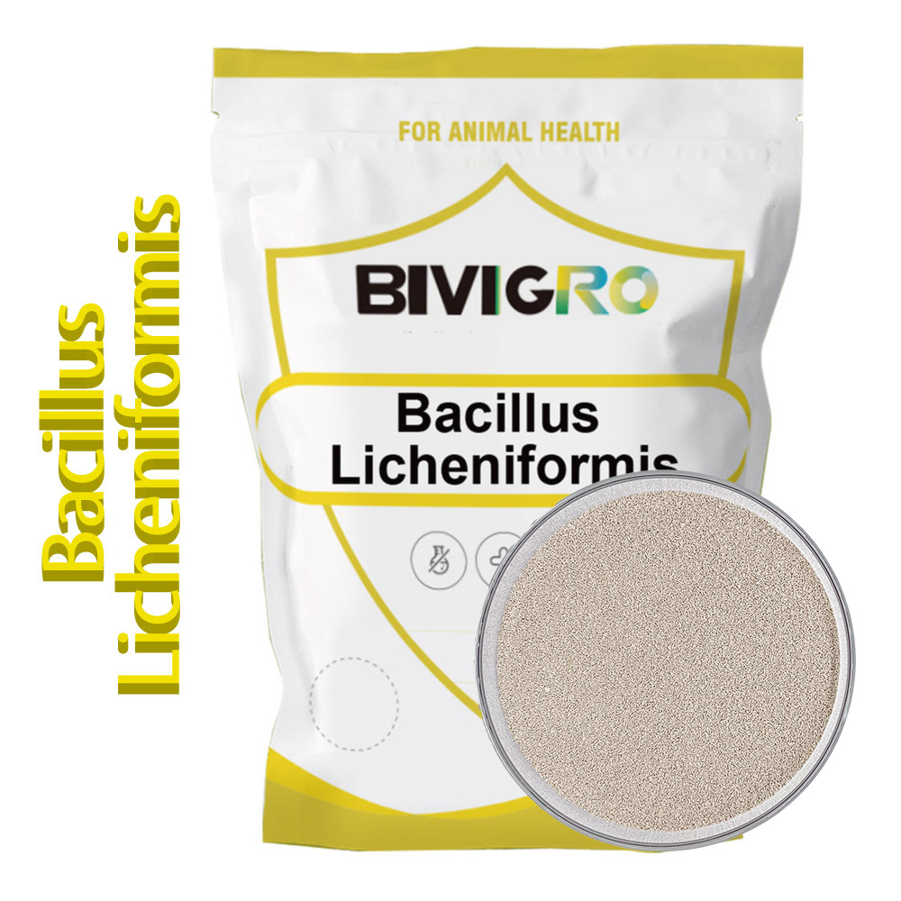 Суперкачественный водный пробиотический порошок Bacillus Subtilis / Bacillus Licheniformis для аквакультуры