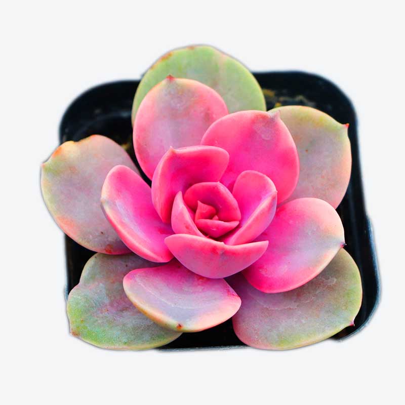 Мини-горшки Echeveria радужные оптом живые суккуленты комнатные бонсай субтропики
