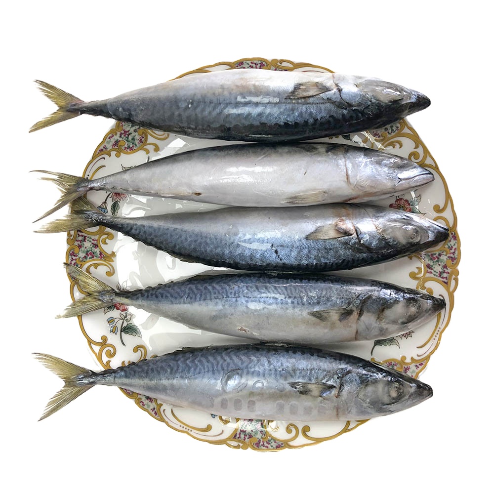 Цены на скумбрию, замороженная скумбрия, Тихоокеанская скумбрия