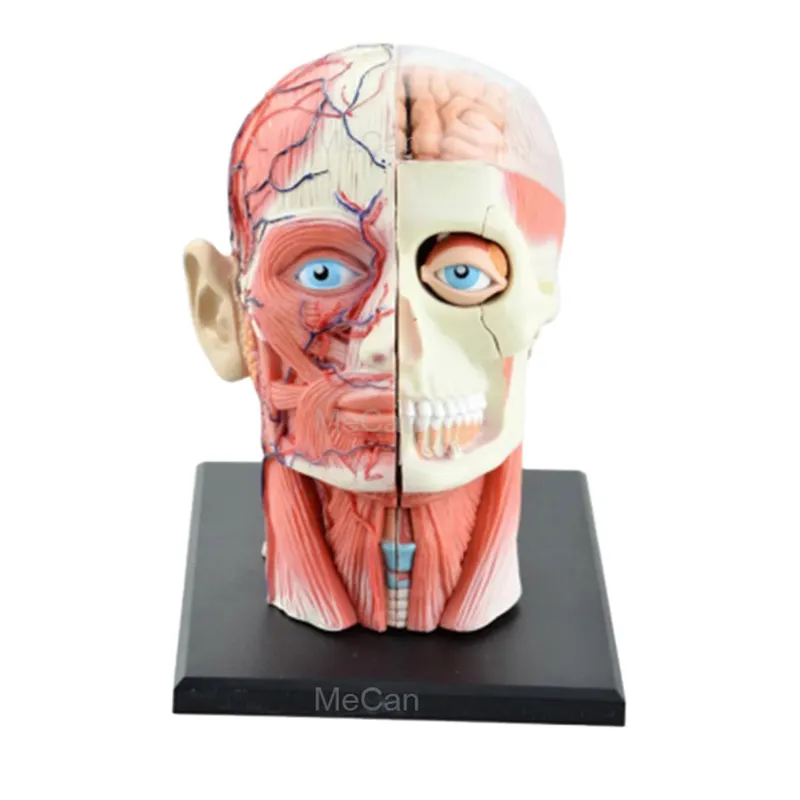 Medical Models Life Size Human Head Model Anatomy Education 4D Head Model