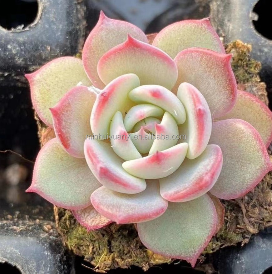 Оптовая продажа живой суккулентный Гибридный завод Echeveria laui
