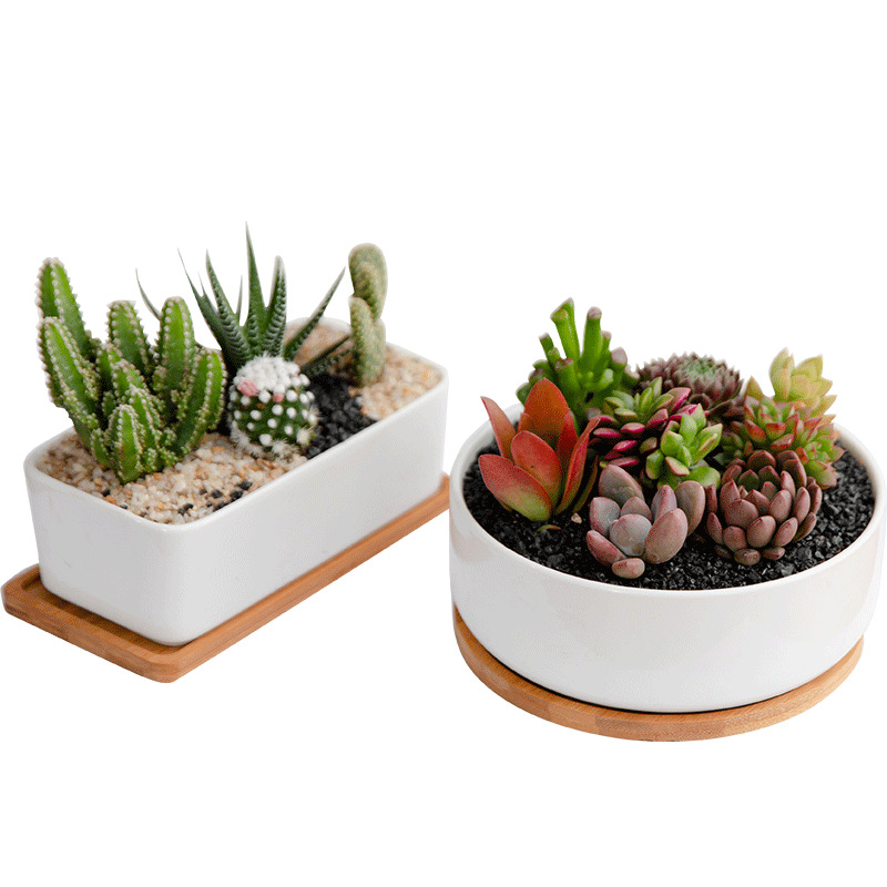 White porcelain succulent flower pot simple rectangular pot ceramic flower pot bamboo tray