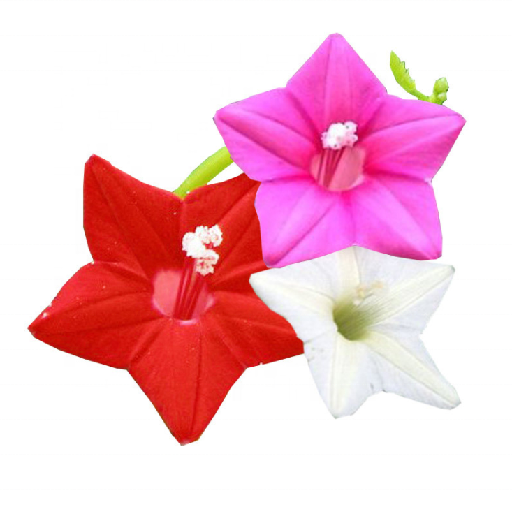 Высокое качество Ipomoea quamoclit Семена/Quamoclit pennata Семена/красный кипарис винограда семена на распродажах