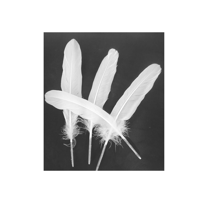 Factory direct sale without processing high quality variety of pure white goose feathers