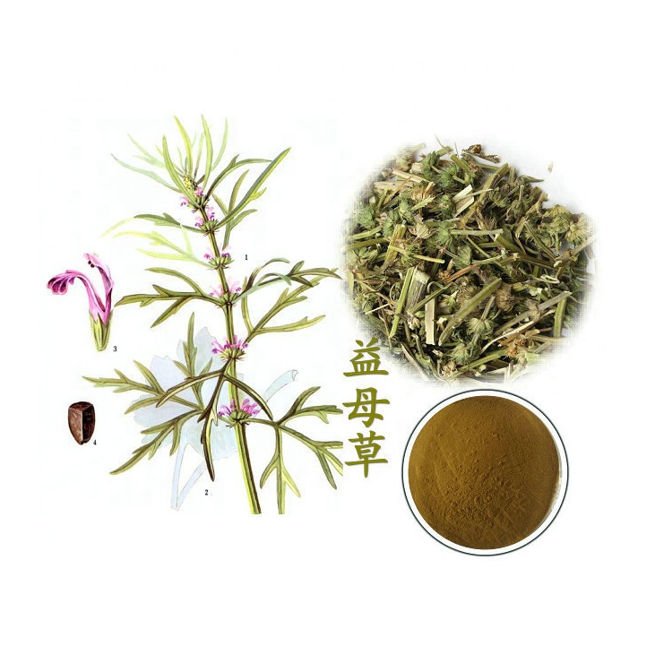 Manufacturers stock herbal cosmetics raw material motherwort extract 20:1 for personal use EXTRACT PLANT
