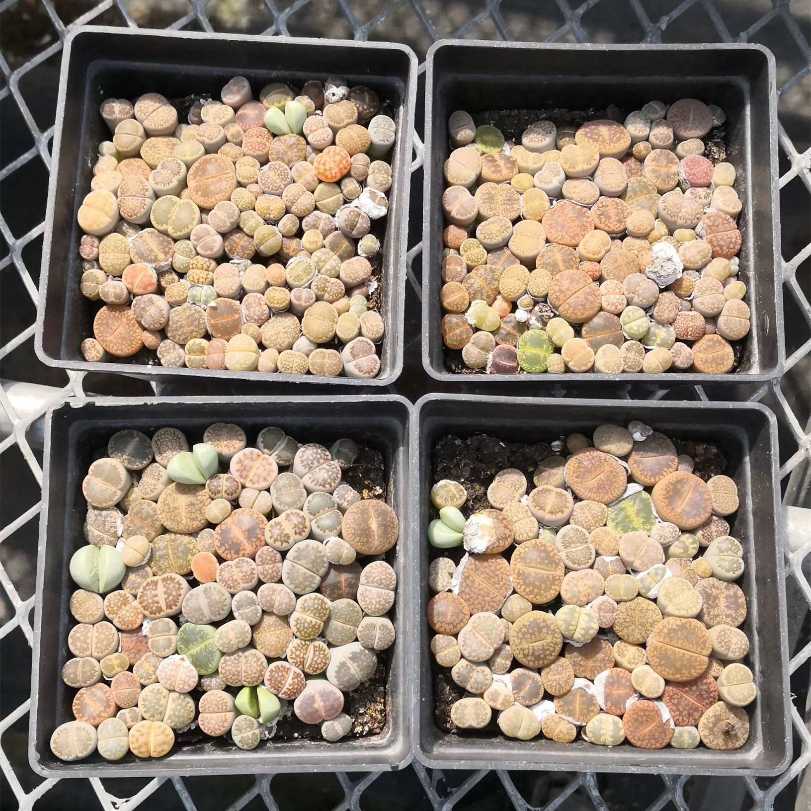 Цветные растения Lithops оптом, кактусы, суккуленты, живые камни Lithops 10 см в коробке
