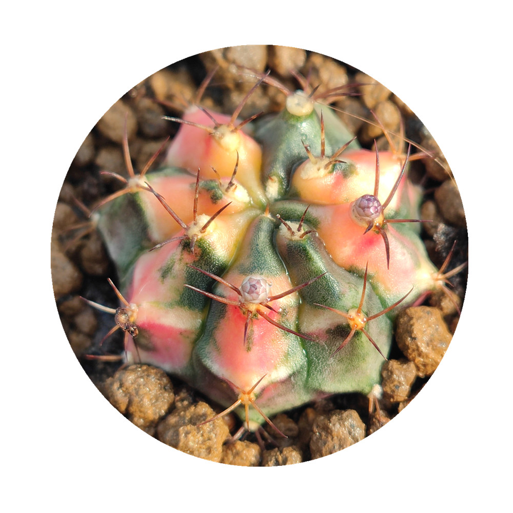 H250 кактус 'gymnocalycium mihanovichii' варигированный редкий выращивание из семян 3' горшок сочный эхеверия, гавортия