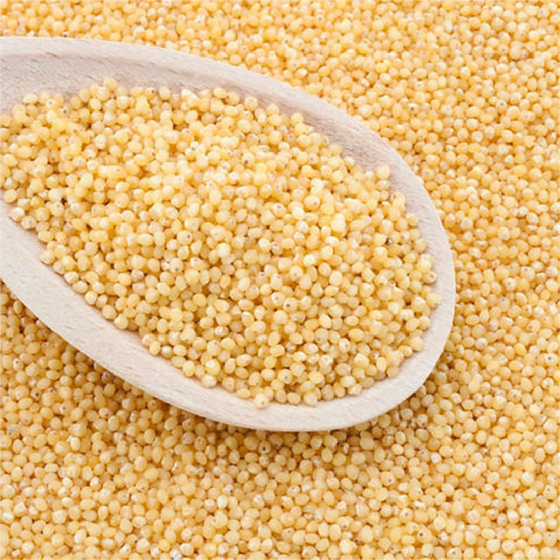 Coarse Grain Millet broomcorn millet high quality golden millet seed extract