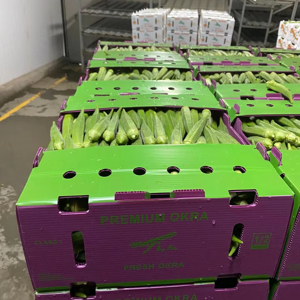 Factory Price Okra Box Vegetables Boxes Plastic Okra Packaging Boxes For Packing Okra Fruit And vegetable Containers