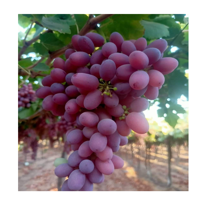 High Quality Season Grade Fruit Red Fresh Globe Garape Grape Fresh Sweet Egypt Crimson Seedless Shine Grapes For Sale