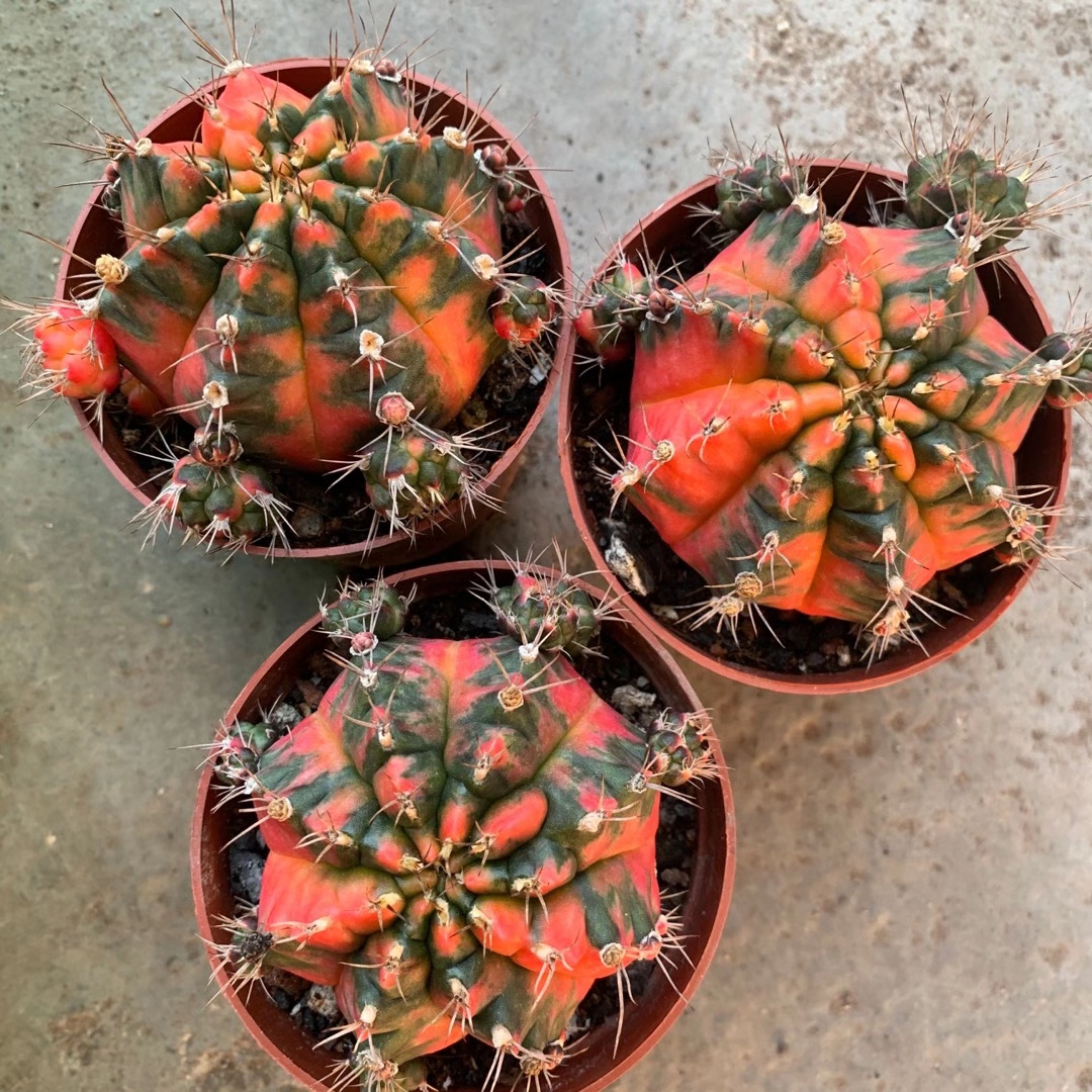 Gymnocalycium оптом кактус натуральное растение живые древесные растения украшают офис домашний сад