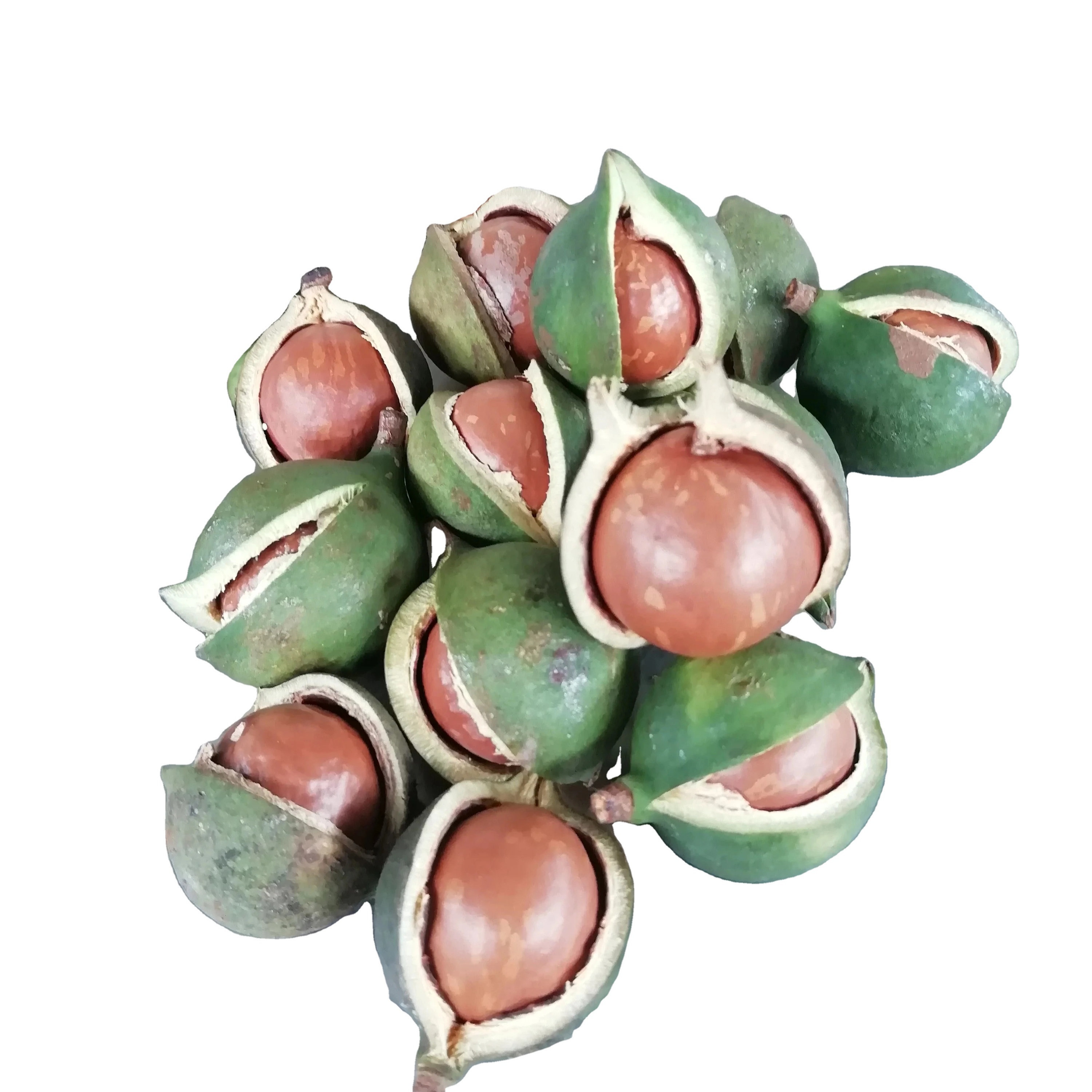 High quality macadamia nuts with the best price from Yunnan China supplier