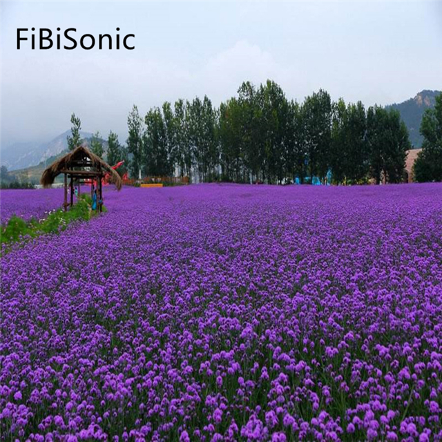 FiBiSonic 2000 шт./пакет запасами ивовых деревьев лист Вербена семян многолетние травяных семян пейзаж озеленение семена