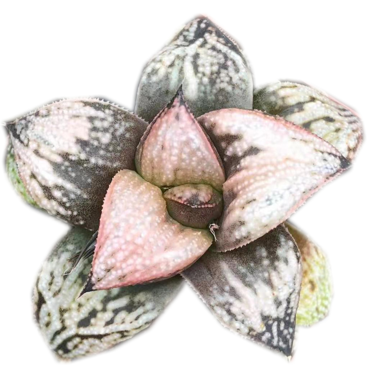 Натуральные Редкие горячие продажи, мини-суккуленты Haworthia Kazunomiya