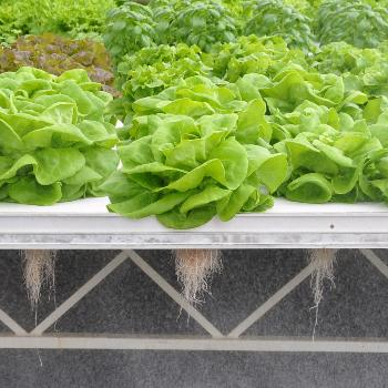 DWC Aquaponics фермерские теплицы Гидропоника сцепляющий плот гидропонная растущая кровать плавающие системы плота