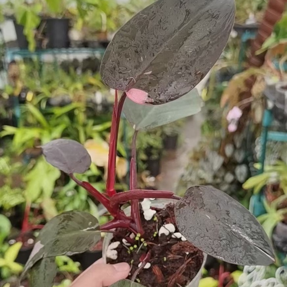 Розовая Принцесса Philodendron в продаже