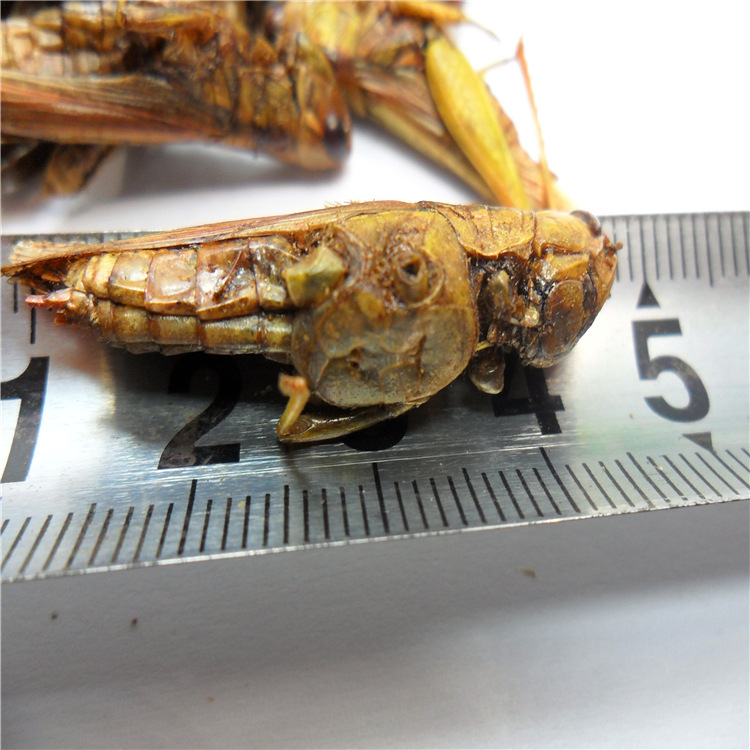 Rich in Amino Acids Dried Insect Grasshopper Lure as Animal Feed