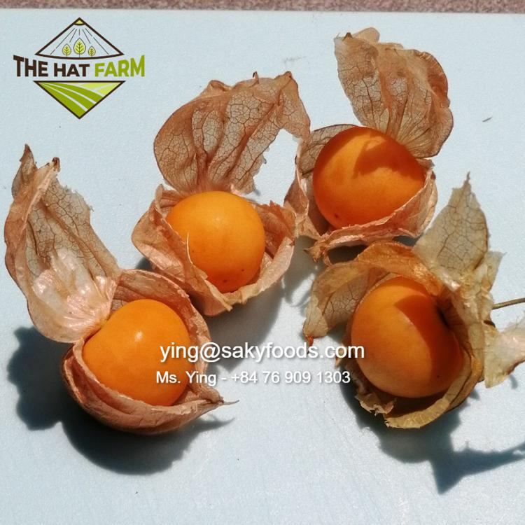 Премиум Physalis/Goldenberry, мыс крыжовник/молотая вишня/китайский фонарь из Вьетнама