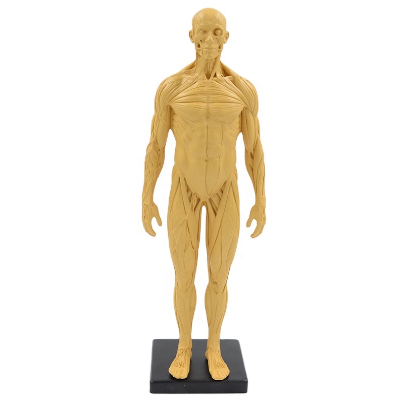 30cm muscular figure anatomy model human muscle model