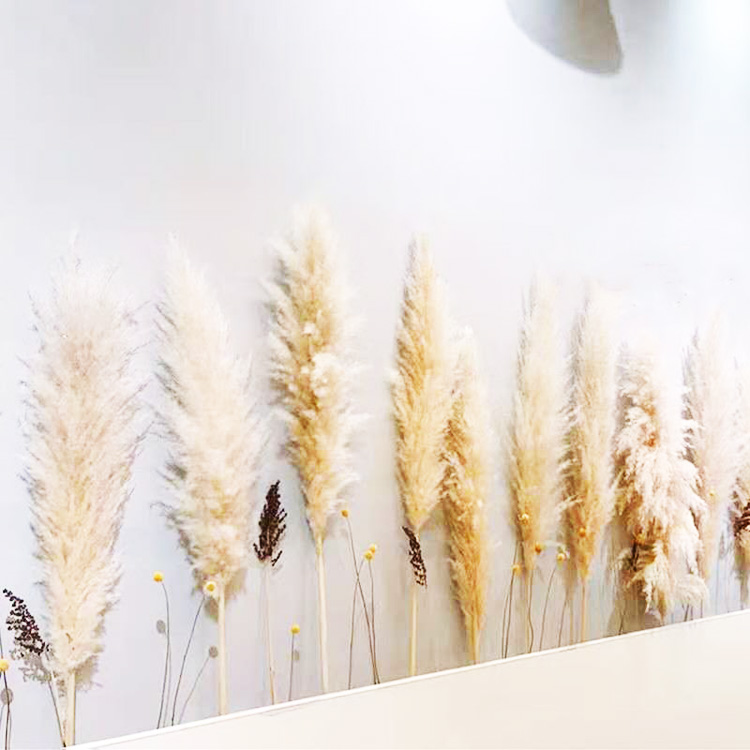 Yunnnan Sumflora, оптовая продажа, длинный стебель, натуральная сушеная большая пампасная трава для украшения дома