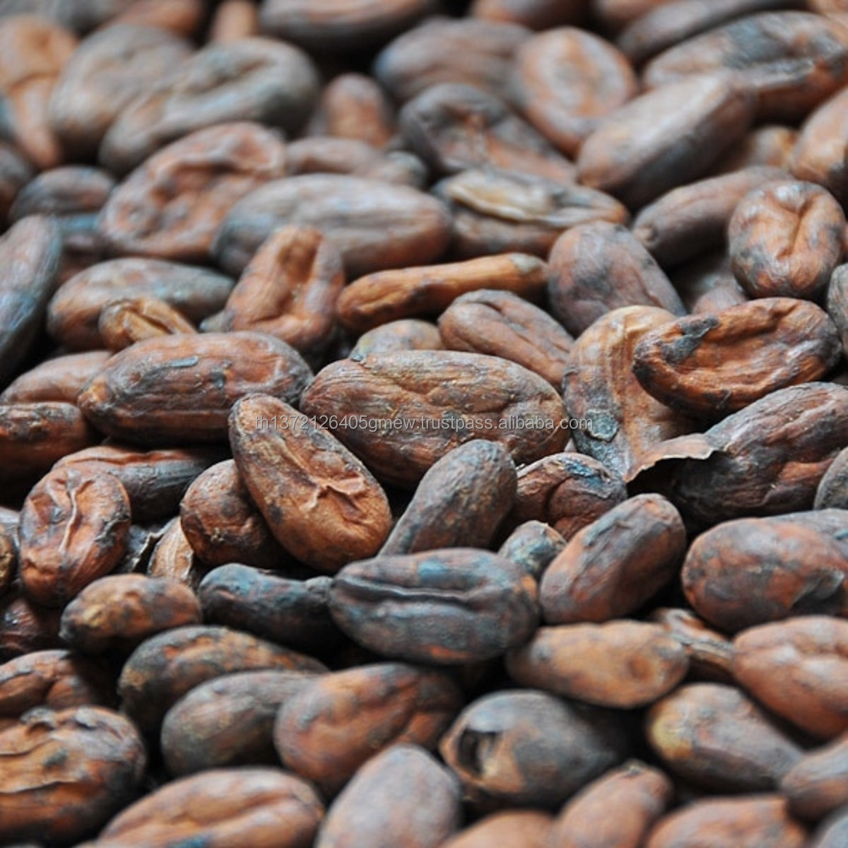 High Quality Vietnam Cocoa Beans 100% Natural in 100 gram
