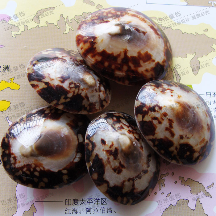 Cellana Limpet shell натуральная морская улитка shell Glazed Style