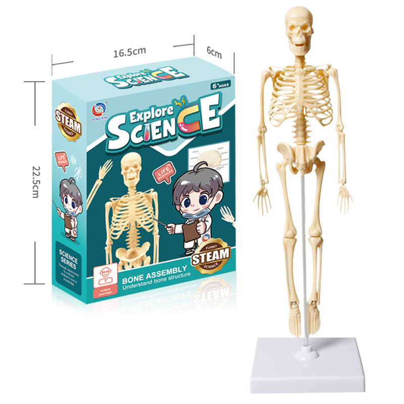Mini Human Body Learning 30cm Anatomical Skeleton Model for School