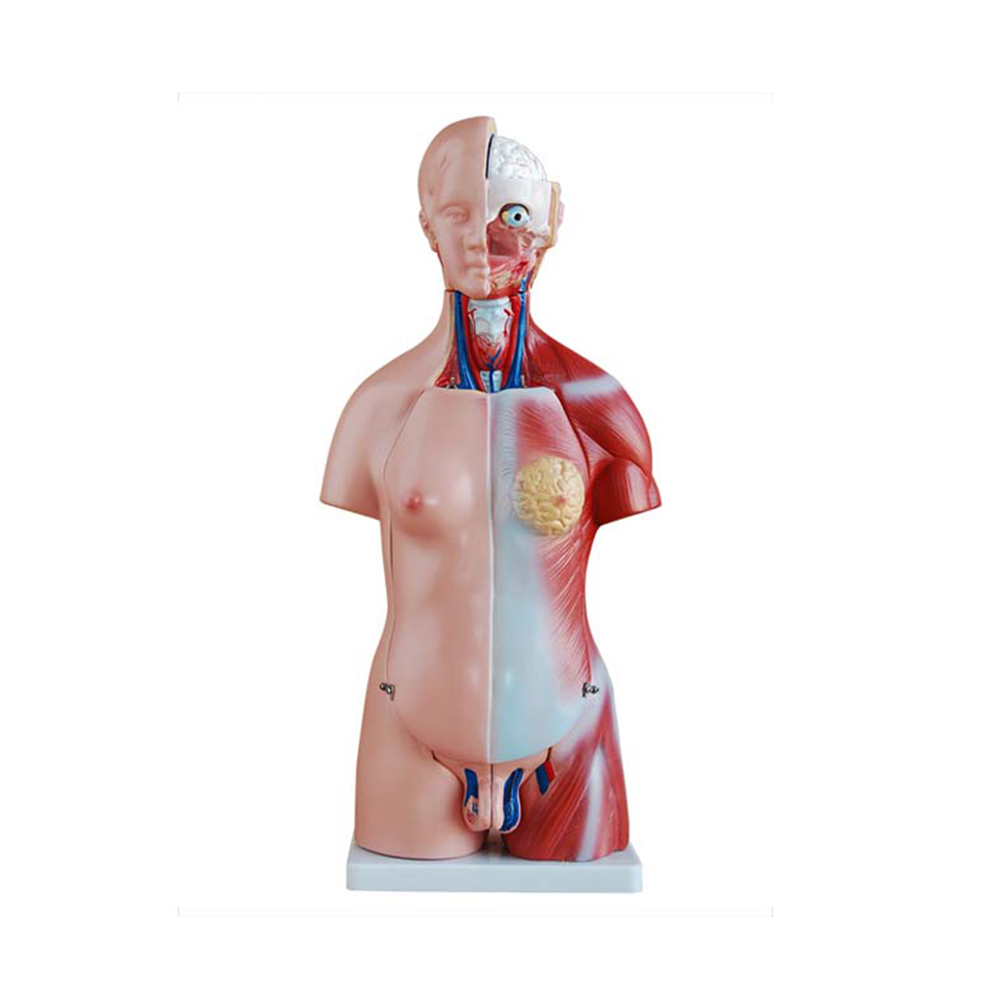 LTM205 человеческое тело 45 см унисекс Torso 23 части