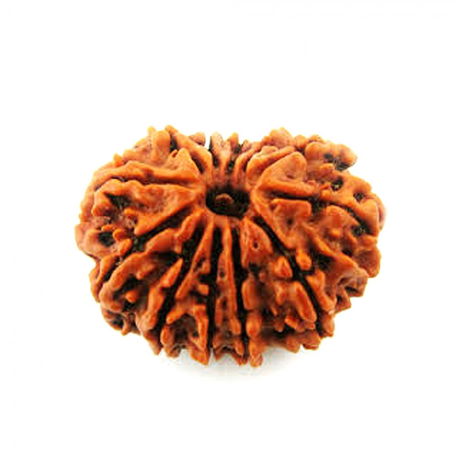 12 MUKHI RUDRAKSHA FROM RAMESHWARAM